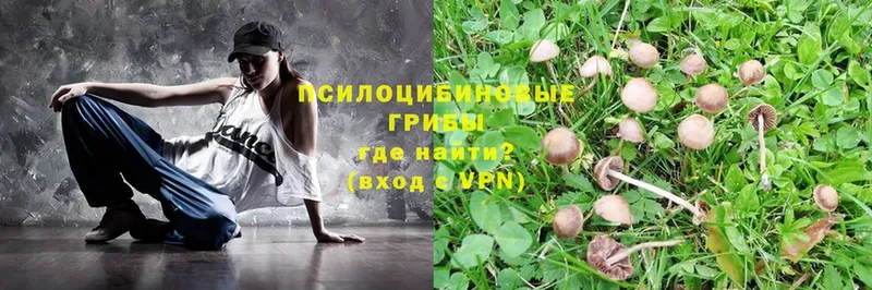 hydra ССЫЛКА  что такое наркотик  Истра  Галлюциногенные грибы Psilocybe 